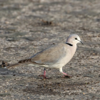 African Collared Dove